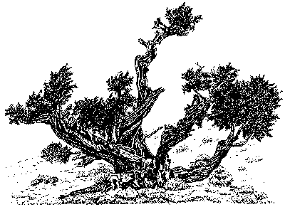 Juniperus thurifera