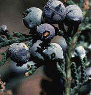 Galbules Juniperus thurifera