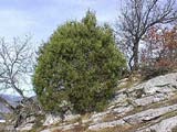 Juniperus thurifera