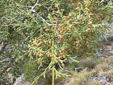 Juniperus thurifera male