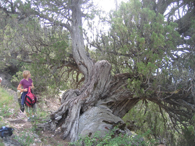 Juniperus thurifera, Alps