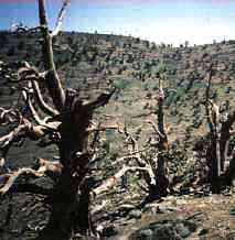 Juniperus thurifera